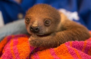 Niesamowity i prześliczny młodziutki leniwiec.
