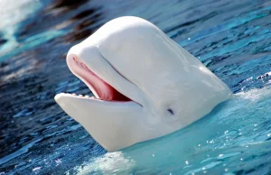 Białucha nauczyła się języka delfinów.
