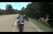 Jeleń zdejmuje motocyklistę