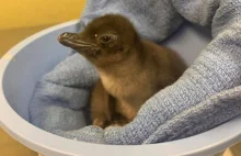 Zoo w Cincinnati nazwało nowo narodzonego pingwina "Pierogi"