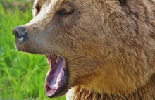 Selfie z niedźwiedziem – nowa moda w Bieszczadach bije rekordy głupoty
