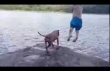 Reakcja psa na skok właściciela do wody.