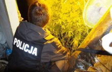 ZIELONA GÓRA: W kamienicy w centrum Zielonej Góry znaleziono plantację marihuany