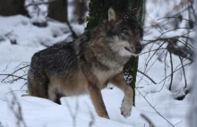 Najbardziej znany wilk z Roztocza został zastrzelony. "Myśliwy doskonale...