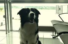 Na lotnisku w Krakowie podróżnych uspokaja pies