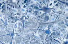 Ultradźwiękowe leczenie choroby Alzheimera | LivingScience.pl