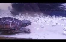 Żółw Chiński pożera rybę - uwaga drastyczne!