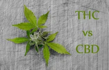 Czym się różni THC od CBD?