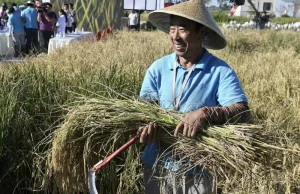 Chińscy naukowcy wynaleźli ryż, który może rosnąć w słonej wodzie