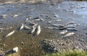 Martwe ryby w rzece