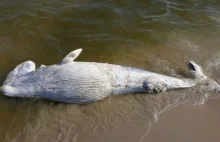 Martwy wieloryb na plaży w Kątach Rybackich