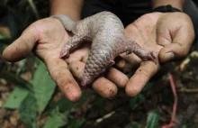 Młodziutki pangolin. Mało znany, ale piękny ssak wyglądający trochę jak gad.