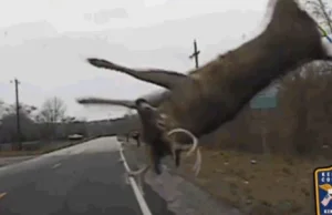 Jak wygląda zderzenie samochodu z jeleniem?