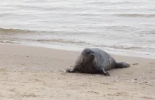 Niecodzienny gość na plaży w Świnoujściu