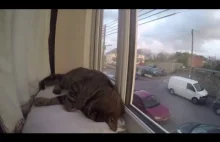 Krótkie poklatkowe wideo śpiącego kota na oknie