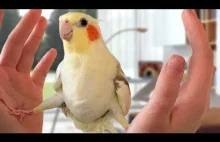 Funny Parrots Compilation","lengthSeconds":"334","keywords":["funny...