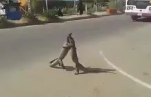 Dwie walczące jaszczurki na ulicy
