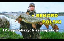 Szczupak rekord Polski 12 największych szczupaków z zeszłego sezonu we...