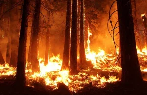 Lasy Amazonii płoną w rekordowym tempie. Dym zasłonił Słońce nad Sao Paulo