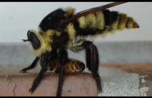 Pszczoły-mutanty w Ameryce