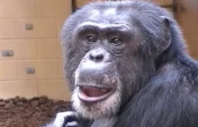 Szympansy wiedzą, kiedy mają rację i co ciekawe, mogą to udowodnić!