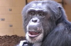 Szympansy wiedzą, kiedy mają rację i co ciekawe, mogą to udowodnić!
