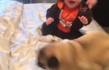 Mops atakuje dziecko!