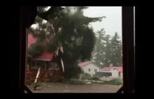 Niesamowite ujęcie pokazujące uderzenie pioruna w potężne drzewo.