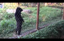 Niedźwiedzi spacer