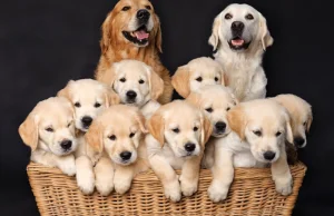Psie rodziny