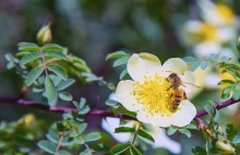 Glifosat i pestycydy zabijają pszczoły