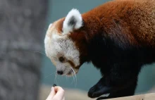 Czerwona panda z Polski w Moskwie