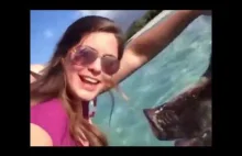 2019 Cute and funny Animals, CATS - almost 15 minutes of...