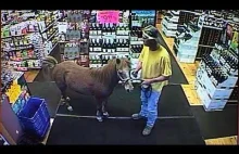 Wszedł do sklepu z koniem - "nie było zakazu" [wideo]
