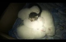 5 malutkich kotków i mamusia.