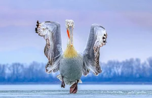 Pelikan wygrywa Bird Photogtaphy of the Year