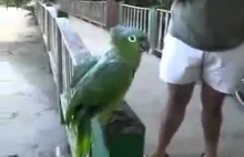 Papuga, która gada po angielsku lepiej od turystów ;)
