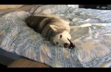 Uparty husky nie chce zejść z łóżka