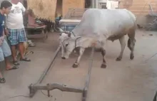 Krowa melduje gotowość do pracy...
