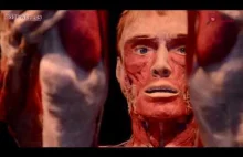 Spreparowane ludzkie ciała i organy w galerii handlowej. Wystawa Body...