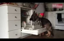 Pies ładuje naczynia do zmywarki