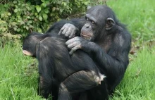 Zachowanie szympansicy wobec zmarłego potomka