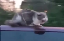 Oto super kot: jechał na dachu samochodu, który pędził autostradą 100 km/h