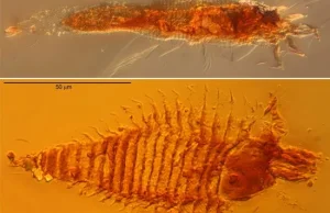 Najstarsze owady odkryte w bursztynie