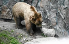 Obława na niedźwiedzia brunatnego. Grasuje niedaleko Krakowa.