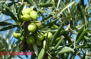 Co warto wiedzieć o oliwkach