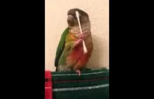 Papuga sama mizia się patyczkiem do uszu