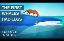 Proces ewolucji wielorybów :3