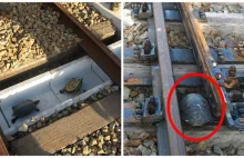 W Japonii są specjalne tunele w torach kolejowych, dla żółwi.