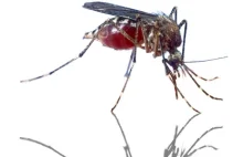 Atak komarów tygrysich we Francji. Pierwszy przypadek dengi w Lyonie